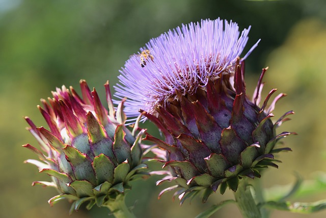 Artyčok zeleninový - Cynara scolymus
